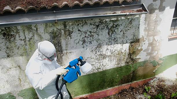 Top rated local Basement Mold Removal specialists in Hoboken, NJ